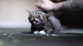 Petting Lil BUB Forever [upl. by Haela]