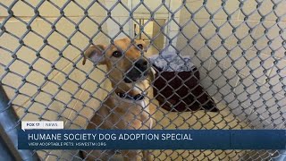 Dogs in need of emergency adopters at Humane Society of West Michigan [upl. by Beniamino]