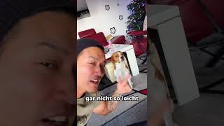 Unnötig aber Süß  Wie lernt mein HUND Männchen [upl. by Kale]