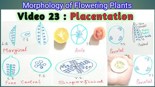 Placentation Types  Full topic  Morphology of Flowering Plants  for NEET AIIMS JIPMER CET [upl. by Chuah]