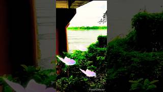 Natural real video 🌹🙏 hindisong song love trending [upl. by Dorcea840]