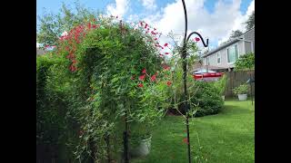 Cardinal Climber vine in the backyard to attract hummingbirds and butterflies [upl. by Alius]