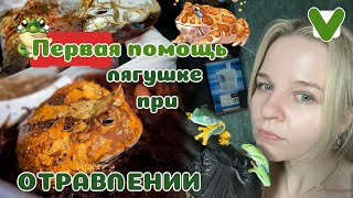 Что если амфибия ОТРАВИЛАСЬ Как понять Как помочь [upl. by Nannahs]