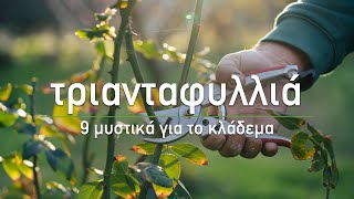 🌹 Κλάδεμα τριανταφυλλιάς για αύξηση της ανθοφορίας  Τα Μυστικά του Κήπου [upl. by Zenas]