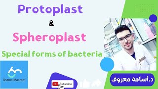 شرح ميكروبيولوجي 6 protoplast and spheroplast  د أسامة معروف [upl. by Dinnage523]