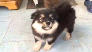 Finnish Lapphund Puppies Meeting My Cat Delphi [upl. by Nilkoorb]