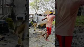 North Bengal Grey Cattle or Grey Brahman Cross Cattle   Heavy Black Deshal Bull at Paragram 2024 [upl. by Joy883]