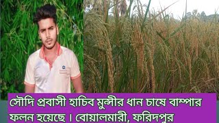 ফরিদপুরের বোয়ালমারিতে ধান চাষে বাম্পার ফলন হয়েছে। BOALMARI TODAY 21 [upl. by Enoch776]