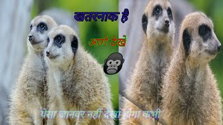 Meerkats injoy video  meerkat video ❣️ animals fanny video ❣️ meerkat  markat [upl. by Sined994]