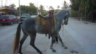 Don Jaime Nunez Pena  Caballos de Rienda Charra en Melaque  Villa Obregon Jalisco Mexico [upl. by Samalla]