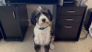 🐶bernedoodle puppy learns how to howl like a wolf🐺 bernedoodle dog puppy [upl. by Dwinnell]