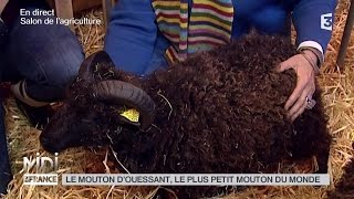 ANIMAUX  Le mouton dOuessant le plus petit du monde [upl. by Avek]