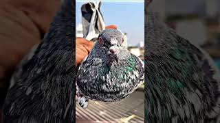 pigeon bestpigeon sadiqsaifiofficial motivation love pigeonlover kabutarandekabdetehain 🕊🍃☘️🍃 [upl. by Alyag]