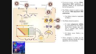 The Coronavirus Replication Cycle [upl. by Eannej525]