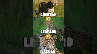 Leopard vs Jaguar vs Cheetah [upl. by Kentigerma]