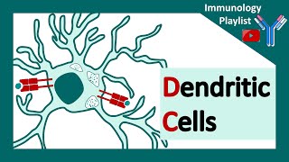 Dendritic cells  professional antigen presenter  Antigen presenting cell  Role of dendritic cells [upl. by Pulcheria]