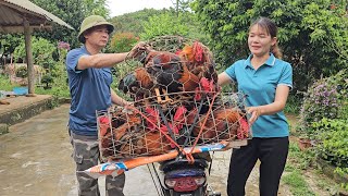 Closeup of catching chickens on tree tops to sell to traders Raising freerange chickens Ep 272 [upl. by Sakiv]