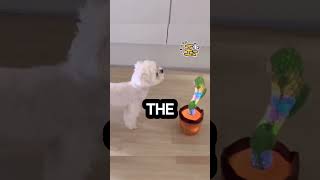 Funny dog video [upl. by Amer]