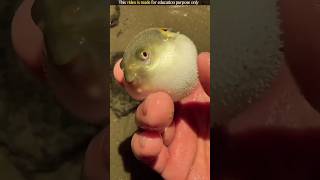 Puffer fish balloon jaise phool jati hai😯😲 reelsfb buffer fish balloons pufferfish [upl. by Yalonda]