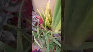 Snake plant ka ek Patta Kat liya maine Kun🌵 gardnplants spiderplant houseplant grenplants [upl. by Schulein]