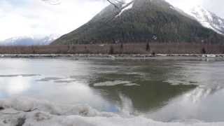 Skeena River feast Seagulls and Bald Eagles fishing for Hooligans HD 1080p [upl. by Padraig]