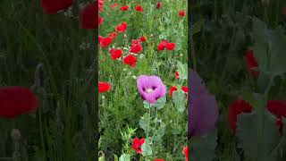 Blühender Mohn im WerraMeißnerKreis [upl. by Hausner107]