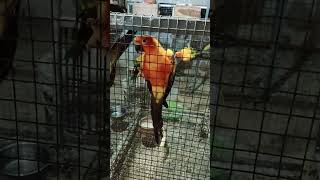 Sun Conure Dancing [upl. by Aneez115]