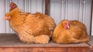 🐓Buff Orpington pullet taking afternoon break 🐓earlyNovember🍂five months old chicken [upl. by Lemuel]