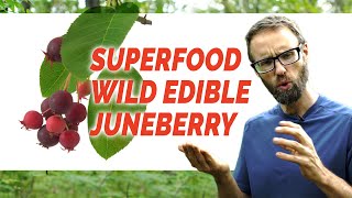 Juneberry Superfood Wild Edible AKA Sugarplum Shadberry Saskatoon Serviceberry Amelanchier [upl. by Yanad709]