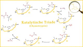 Die katalytische Triade am Beispiel Chymotrypsin [upl. by Akiehs283]