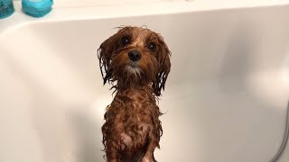 Maltipoo Tiffany bath and unbelievable expression [upl. by Wanids]