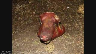 Pig HeadSquirrel Attack Time Lapse Forensic Decomposition Study 720p HD [upl. by Jareb537]