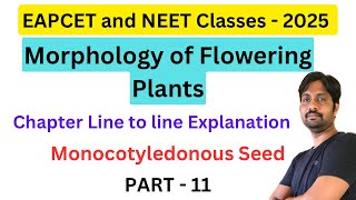 Monocotyledonous Seed  Morphology of Flowering Plants Line by line Explanation  Part 11 [upl. by Lacym568]