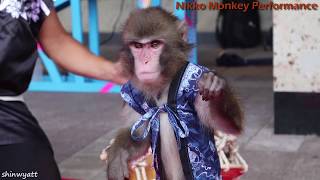 【猿回し】Nikko Monkey Performance at Kinugawa Onsen station [upl. by Kelila965]