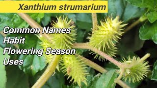 Xanthium strumarium  LOCAL NAME  FLOWERING SEASON  USES  HABIT [upl. by Sualk]