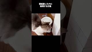 壁紙を剥がすのがお手伝いだと思ってる仔猫 [upl. by Ard234]