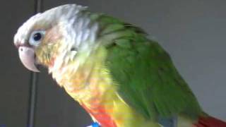 PIneapple Conure  Hazels says quotstop itquot [upl. by France]