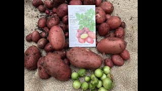 Clancy  True Potato Seed  From Seed to Harvest [upl. by Hump975]