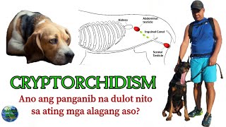 CRYPTORCHIDISM a Dog Lover must know  Tuklasin Natin® [upl. by Perdita550]