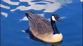 ONE THE BEST 35sec SHOWCASING😃 CANADA GOOSE SHOWCASES📣 PREENING😃😃 asmr nature [upl. by Larisa]