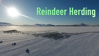 Reindeer herding [upl. by Haase]