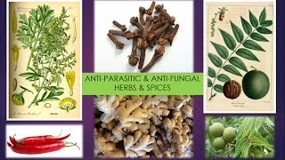 AntiParasitic  AntiFungal Herbs amp Spices [upl. by Winni]