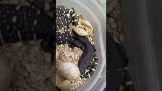 SuperBlack Heloderma horridum hatching [upl. by Pablo]