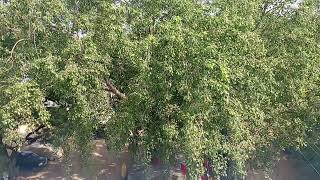 Banasthali Vidyapeeth ka najara🌳🌳🌳🌳🌳🌳 [upl. by Haissem]