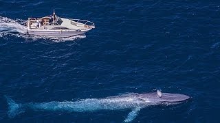 The Biggest Sea Creature  Blue Whale  Best Documentary 2017 [upl. by Adaran]