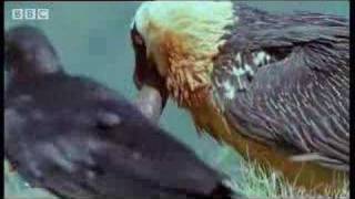 Wild African vulture birds scavage bones of dead animals  BBC wildlife [upl. by Jehiah]