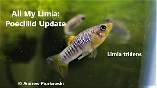 All My Limia Poeciliid Update 3 Species L tridens L vittata amp Tigers rarelivebearers [upl. by Brittaney]