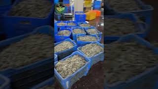 Fish packing and transport  ମାଛୁ ଚାଷ seafood harvesting paradeep shrimp 🦐🦐🦐 [upl. by Absalom]