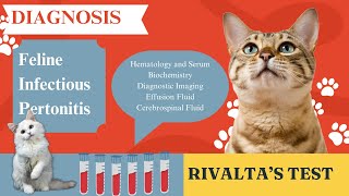 Diagnosis of Feline Infectious Peritonitis  Rivaltas Test  Paws and Practice [upl. by Rednirah]