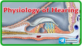 Physiology Of Hearing Animation👂Understanding the Sound Journey 🎶 [upl. by Aikemit55]